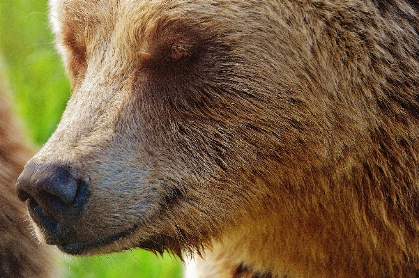 Nature forest animal bear Photo