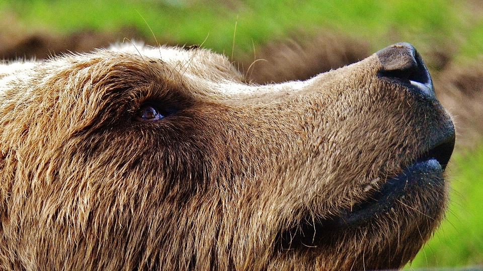 Natura foresta cane animale