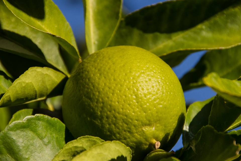 árbol planta fruta hoja