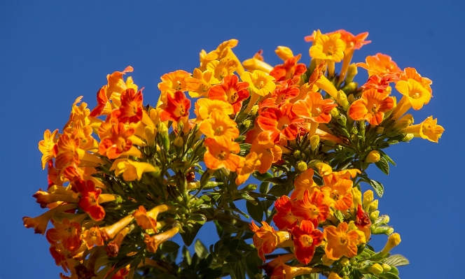 花 植物 空 葉 写真