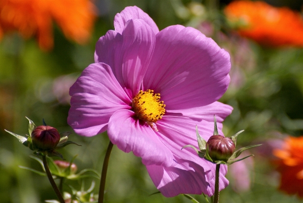 Nature blossom plant cosmos Photo