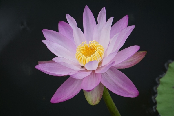 Water nature wetlands blossom Photo