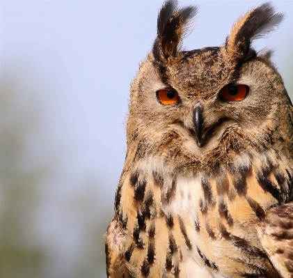 Foto Pájaro ala fauna silvestre pico