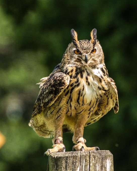 Natureza pássaro animais selvagens bico