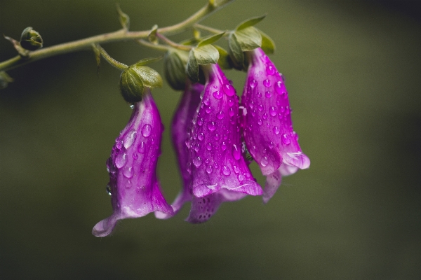 Nature forest blossom plant Photo