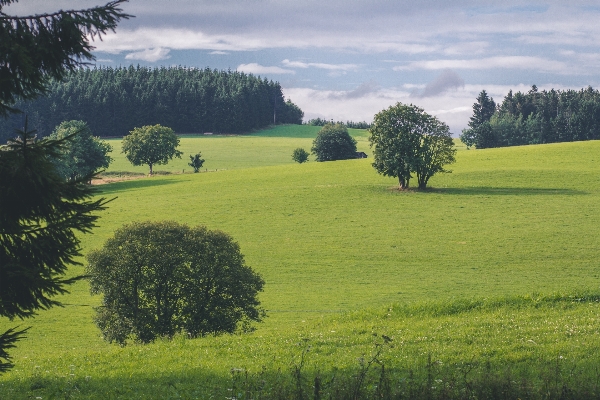 Landscape tree nature grass Photo