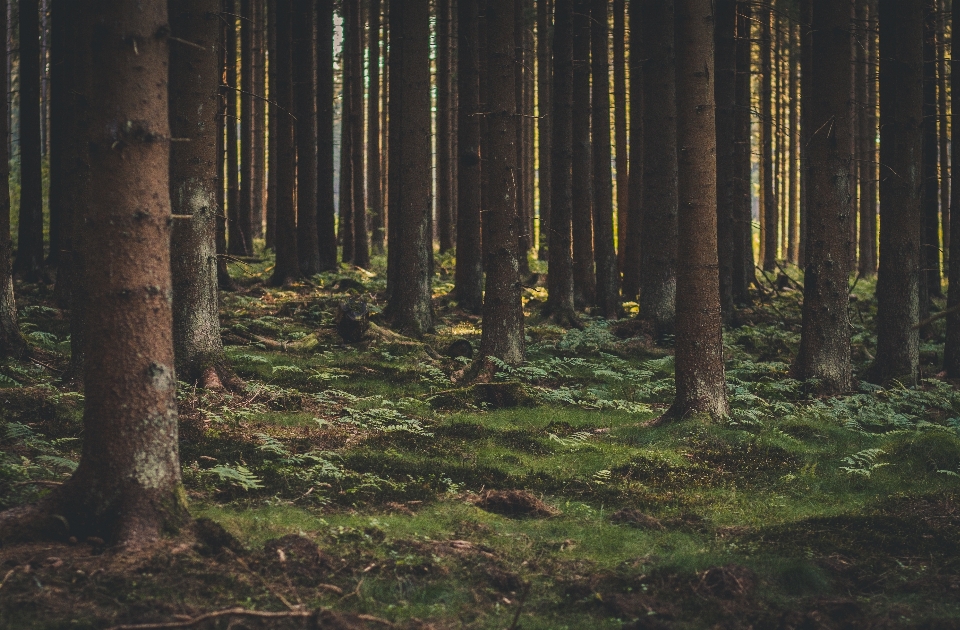 Albero natura foresta all'aperto