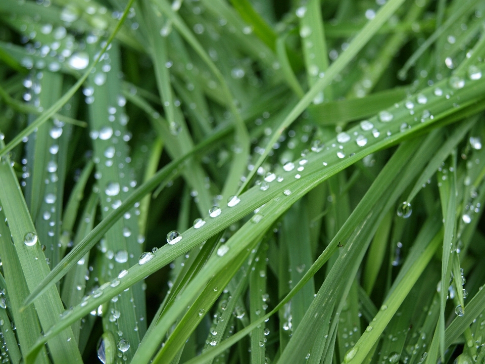 Water nature grass drop