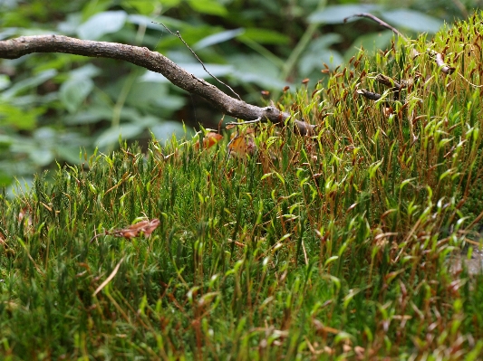 Tree nature forest grass Photo