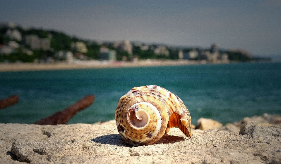 Plaża morze woda natura