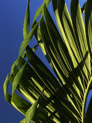 Tree grass branch structure Photo