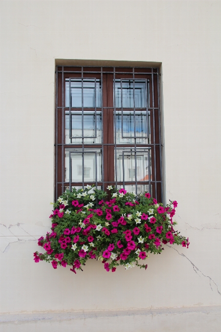 Kwiat okno ściana balkon