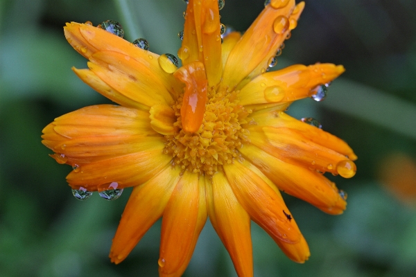 Nature blossom plant flower Photo