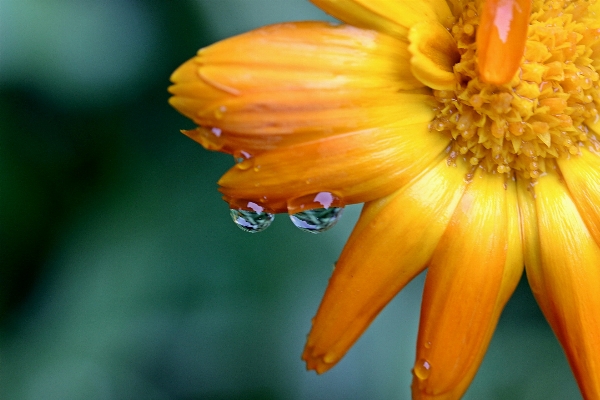 Nature blossom plant photography Photo