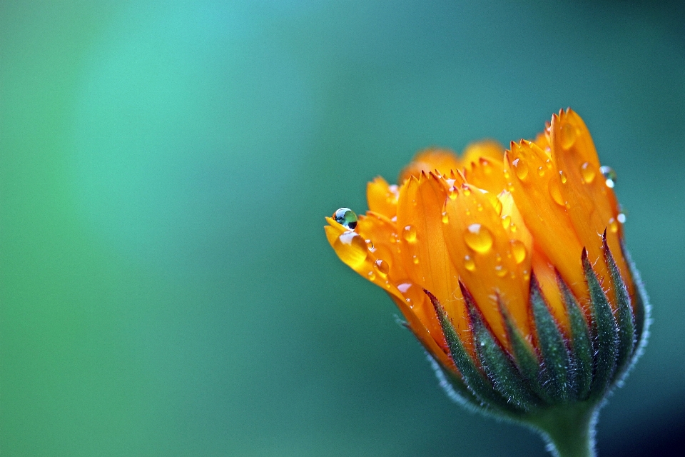 Blossom dew plant photography