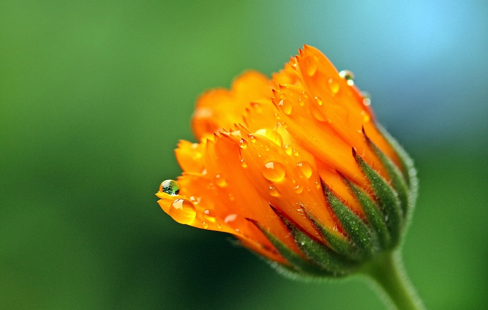 Nature fleurir rosée usine