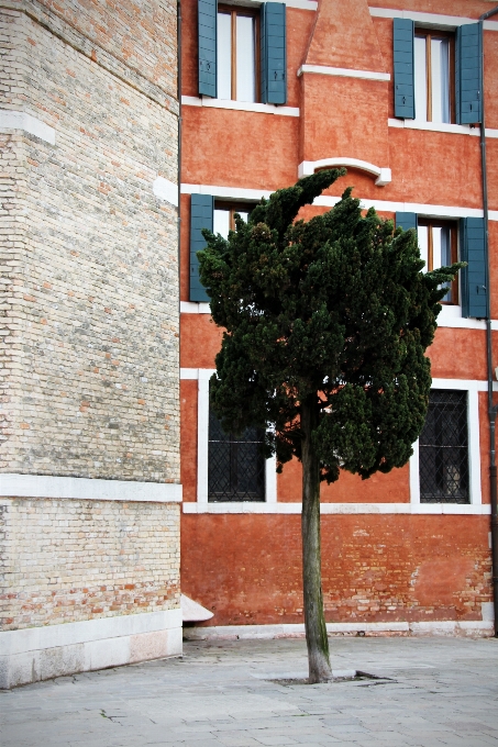 árbol arquitectura madera camino