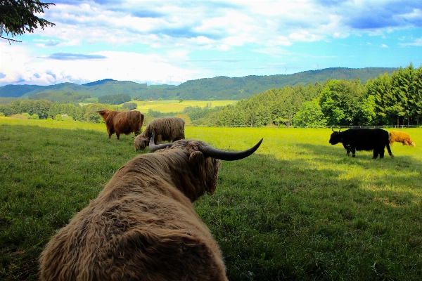 Landscape forest grass field Photo