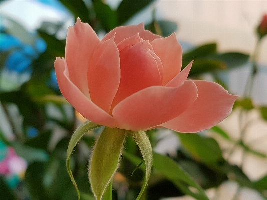 Blossom plant flower petal Photo