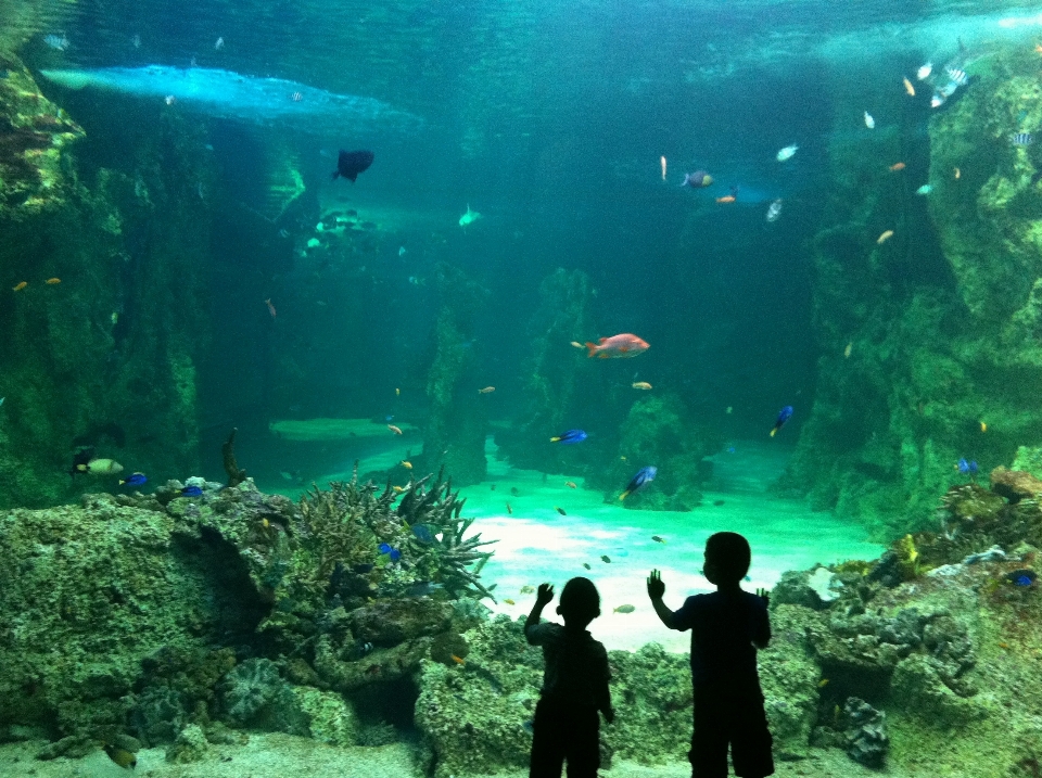 Mar água embaixo da agua biologia