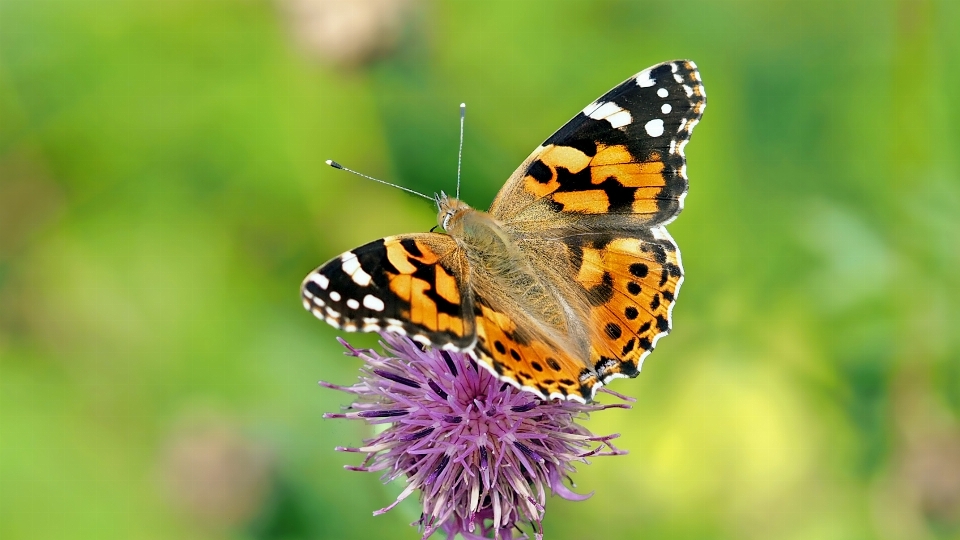 Natura fotografia fiore animali selvatici