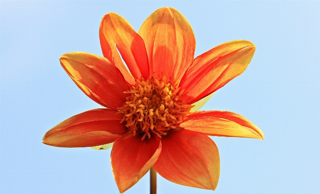 Nature blossom plant sky Photo