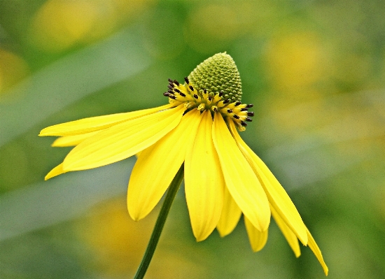 Nature blossom plant photography Photo