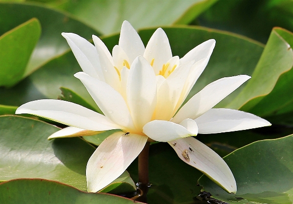 Water nature blossom plant Photo