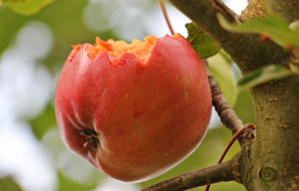 Apple árbol naturaleza rama