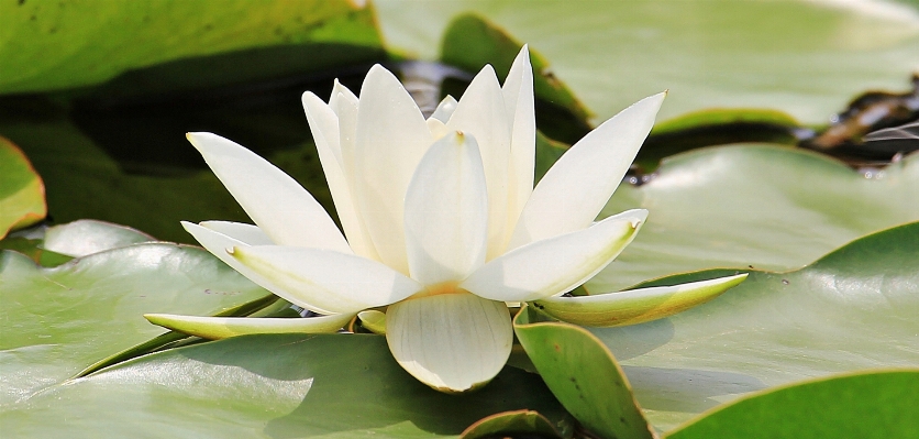 Water nature blossom plant Photo