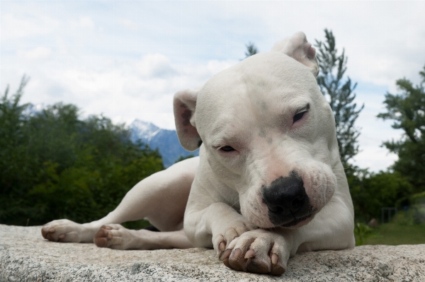 Foto Anjing satwa imut-imut peliharaan