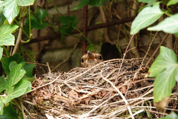 Vogel blume tierwelt dschungel Foto