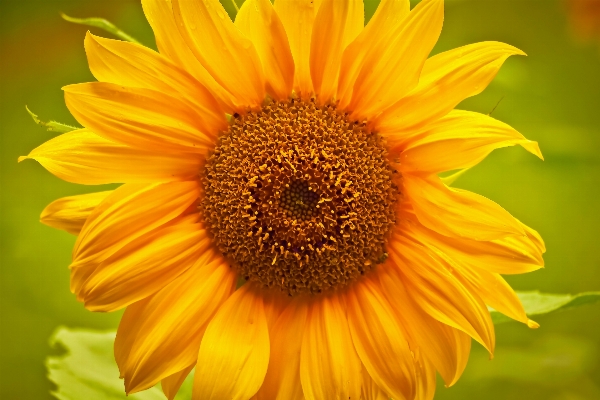 Nature blossom plant field Photo