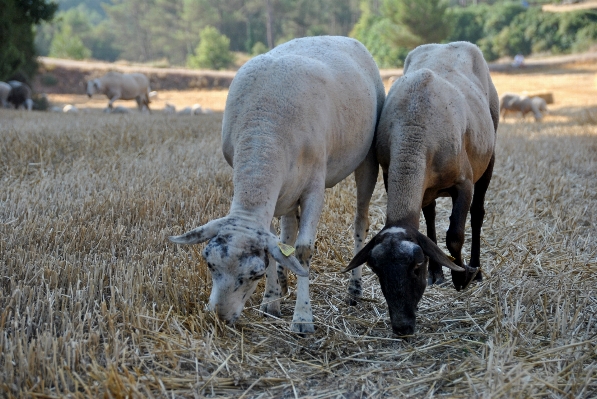 Nature grass farm kid Photo