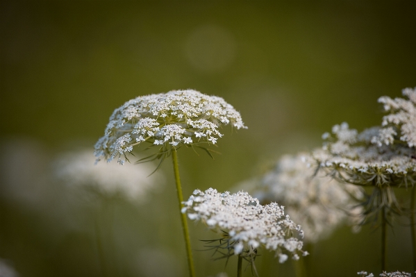 Foto árvore natureza filial florescer