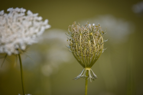 Nature branch blossom plant Photo