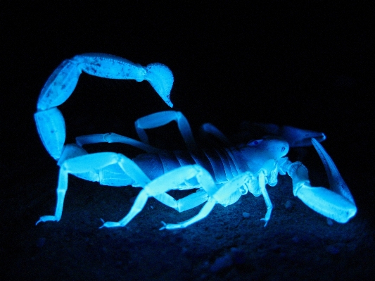 Nature glowing night desert Photo