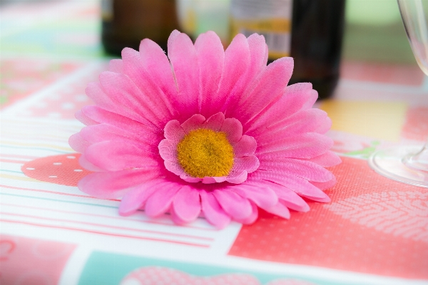 Table blossom plant plastic Photo