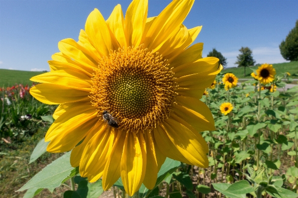 自然 花 植物 空 写真