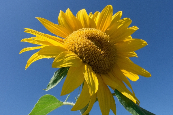 Nature blossom plant sky Photo