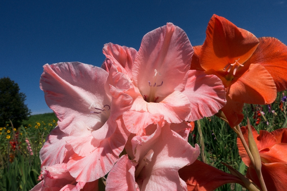 Natur blüte anlage feld