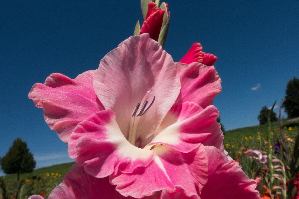 Nature fleurir usine champ