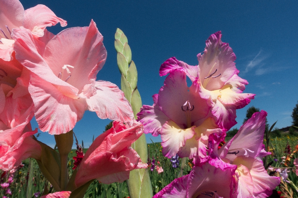 Natur anlage feld blume