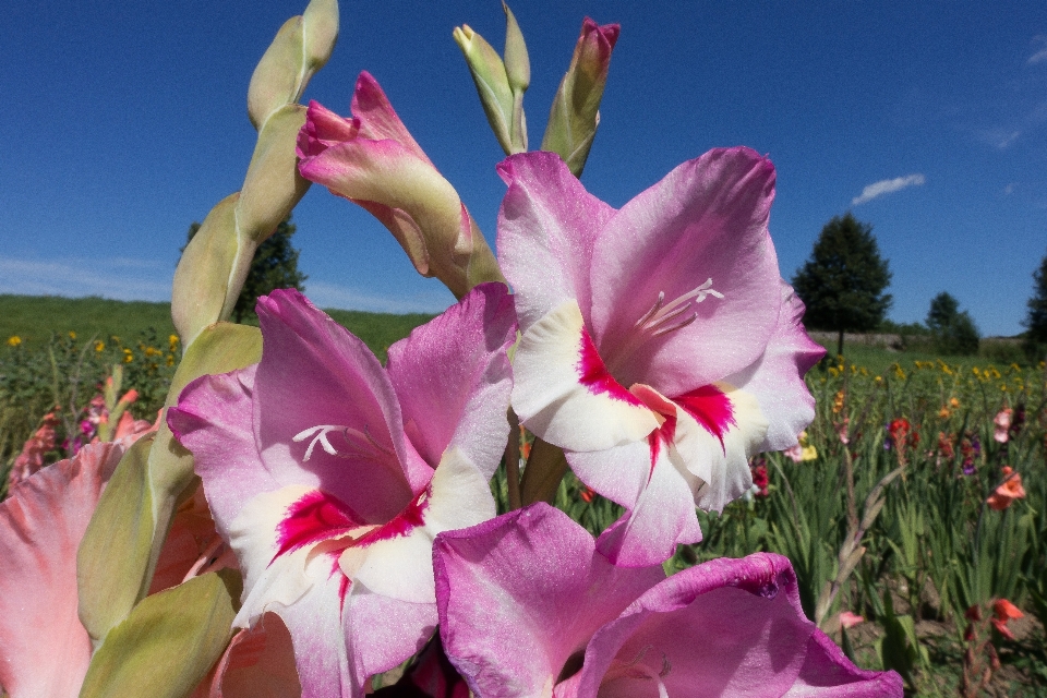 Nature fleurir usine champ