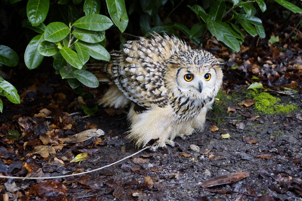 Nature oiseau stylo faune