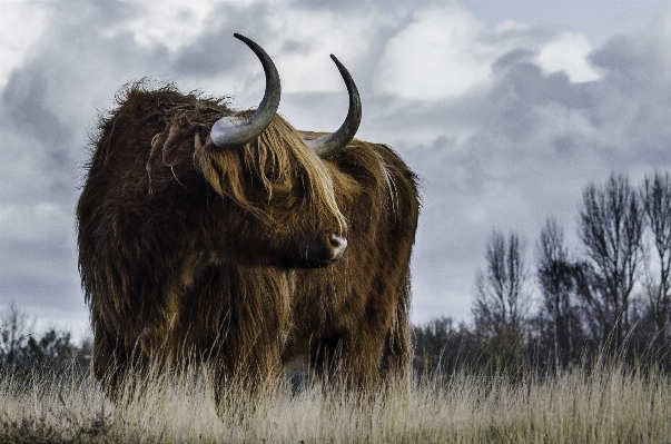 Sky countryside animal wildlife Photo