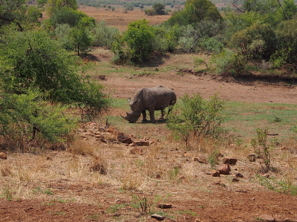 Região selvagem
 aventura animais selvagens rebanho