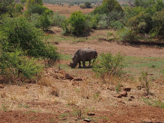 Foto Natura selvaggia
 avventura animali selvatici gregge