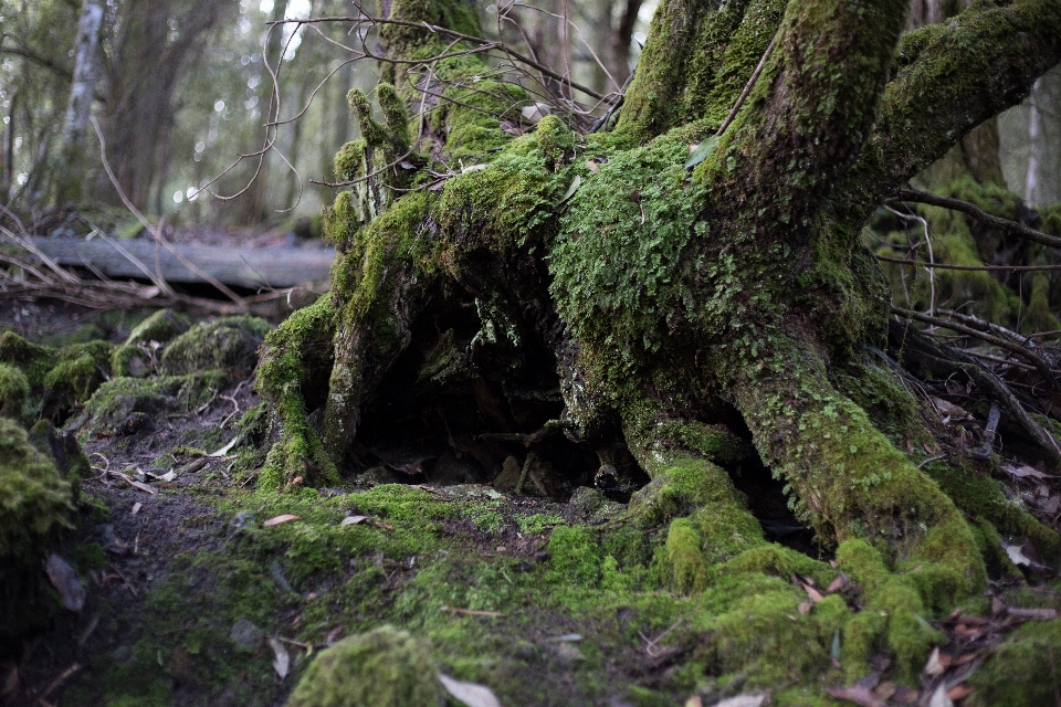 Landscape tree nature forest