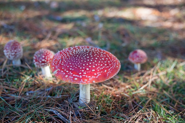 Foto Alam hutan rumput daun